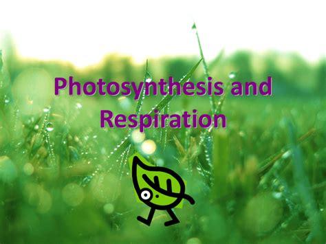 Photosynthesis and respiration