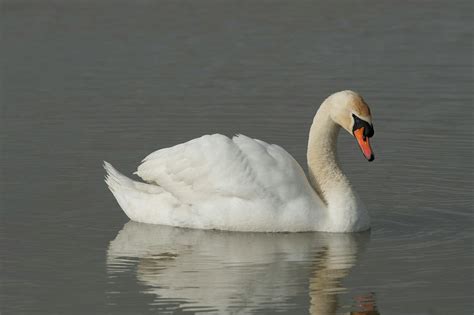 White bird Images - Search Images on Everypixel