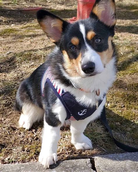 American Corgi: Breed Info, History, Breeders & Pictures