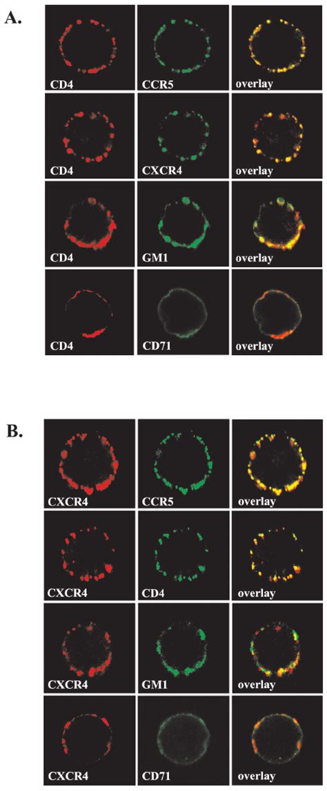 Cd Receptors Colocalize With Ccr And Cxcr Corecep Tors Pm T Cells