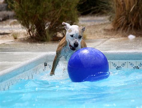 Dog Playing In The Pool With Her Ball Stock Photos - Image: 32269653