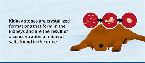 Symptoms of Kidney Stones in Dogs | Canna-Pet®