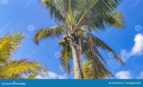 Tropical Palm Trees Coconuts Blue Sky In Tulum Mexico Stock Image