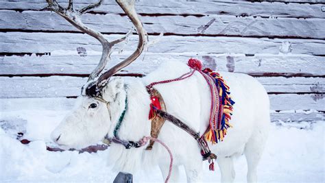 Jokkmokk Winter Market. And the story continues - Swedish Lapland