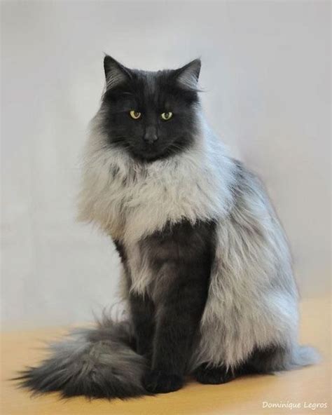 Norwegian Forest Cats | FallinPets