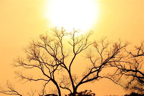 Sunset with Silhouette of Leafless Tree Branch Stock Photo - Image of ...