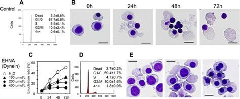 Erythroblast Enucleation Is A Dynein Dependent Process Experimental