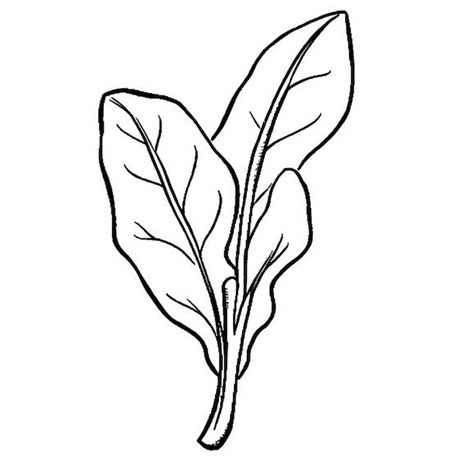 Premium Photo Simple Spinach Coloring Page For Kids