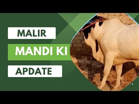 Malir Mandi Latest Update 2022 Malir Mandi 2022 Malir Cow Mandi YouTube