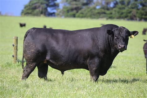 Weeran Angus Bull Sale – 28th February 2023 - Weeran Angus