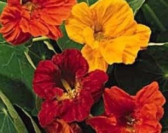 New Nasturtium Night And Day Flower Seeds Mix Re Seeding Annual Etsy