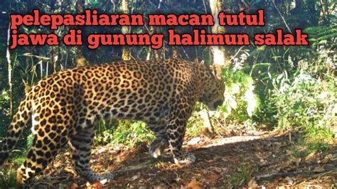 Detik Detik Macan Tutul Jawa Di Lepasliarkan Di Gunung Halimun Salak