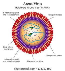 Diagram Herpes Simplex Virus Particle Structure 스톡 벡터 로열티 프리 173578478