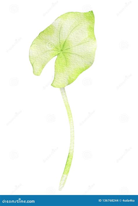 Hand Drawn Watercolor Lotus Leaf Stock Illustration Illustration Of