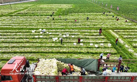 地绵万里尽春耕图片网人民四川省