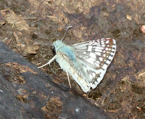 CHECKERED SKIPPER COMMON Pyrgus Communis 9 12 10 San Flickr