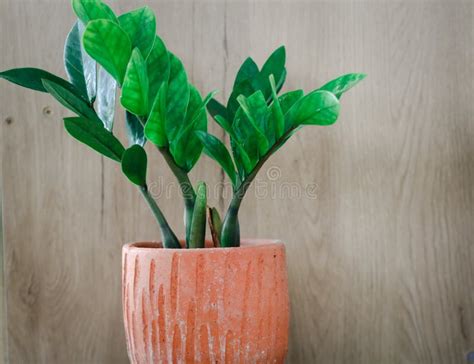 Zamioculcas Zamifolia Dollar Tree Zanzibar Gem The Tree Is Named