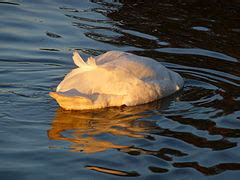 Category Cygnus Olor Dabbling Wikimedia Commons