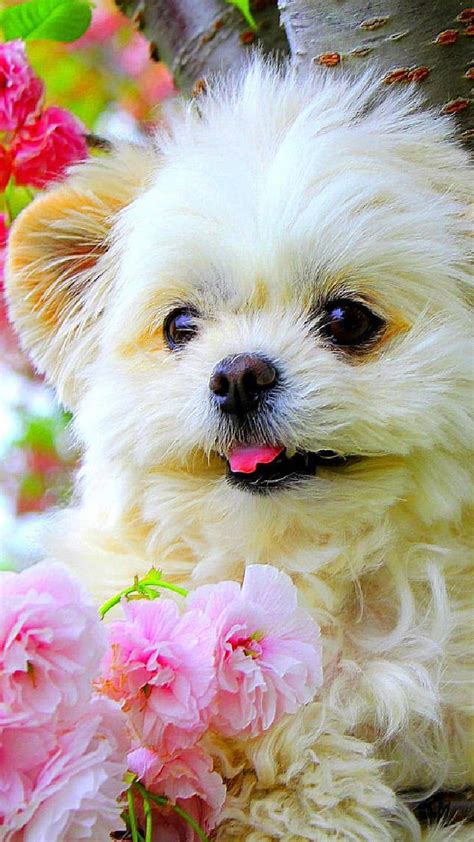 Cute Dog Images Hd Wallpapers