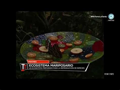 Mariposario Del Parque De La Cruz Misiones En Tomate La Tarde Youtube