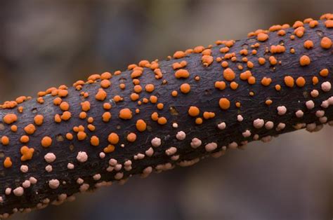 Coral Spot Nectria Cinnabarina Photo Image