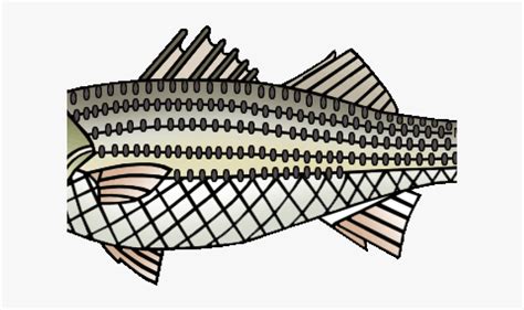 Striped Bass Cliparts Illustration Hd Png Download Transparent Png