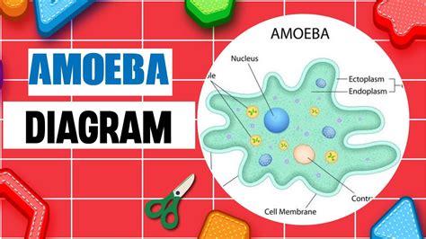 How To Draw Amoeba🦠 Diagram Step By Step With Pencil Youtube