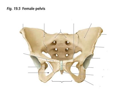 Os Coxae Anterior View Diagram Quizlet