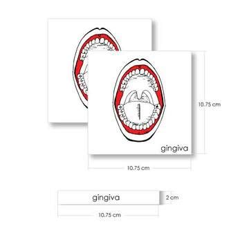 Parts of the Human Mouth by Jotlims | TPT