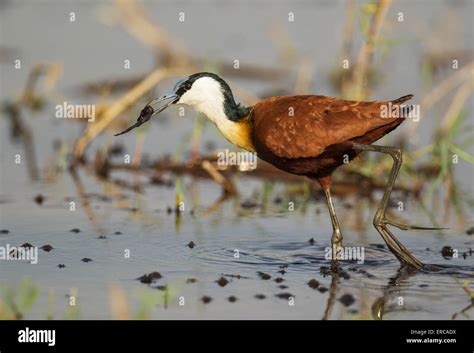 African Jacana Actophilornis Africanus With Prey In The Shallow