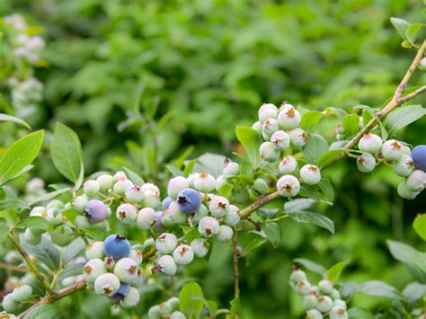 How To Grow Blueberries In Texas Lettuce Grow Something