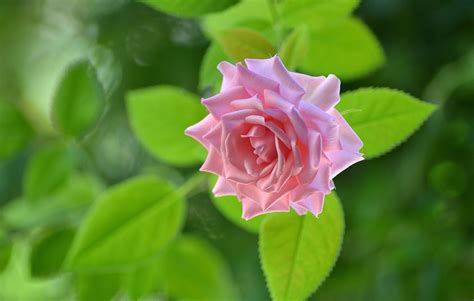 Fond d écran la nature vert Rose fleur feuille flore pétale