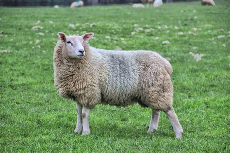 Sheep On The Loose In North Branford Animal Shelter Warns