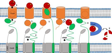 Proposed Mechanism Of Fus Mediated Ferredoxin Import Mechanism In The