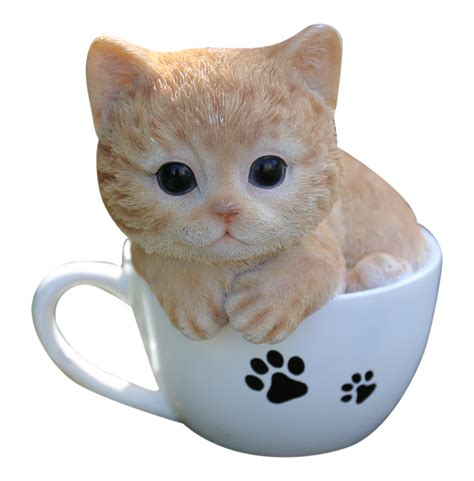 Teacup Kitten