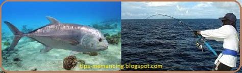 Tips Jitu Teknik Dan Cara Mudah Memancing Ikan Besar Di Laut Yang Benar Dan Sederhana | Tips ...