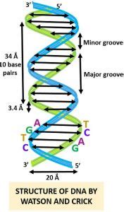 Watson and Crick Model of DNA - History,Video & DNA Model - Biology Reader