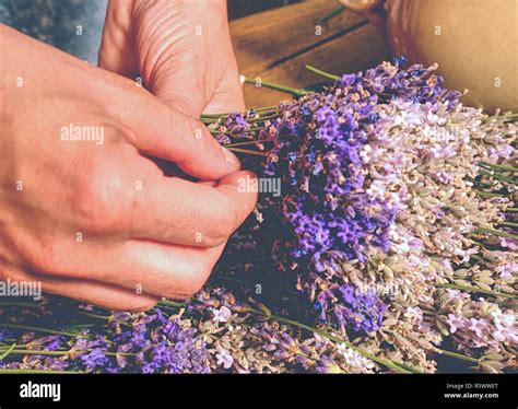 Gathering A Bouquet Of Lavender Girl Hand Holding A Bouquet Of Fresh