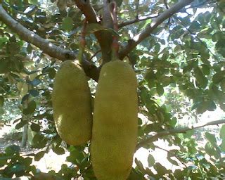 Budidaya Tanaman Nangka Tips Petani