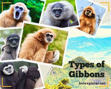 Types of Gibbons | Lesser Apes | Gibbon Species | BioExplorer