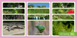 Australian Tropical Rainforest Habitat Word Mat