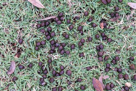 What Does Deer Poop Look Like (Identifying Deer Droppings & Scat ...