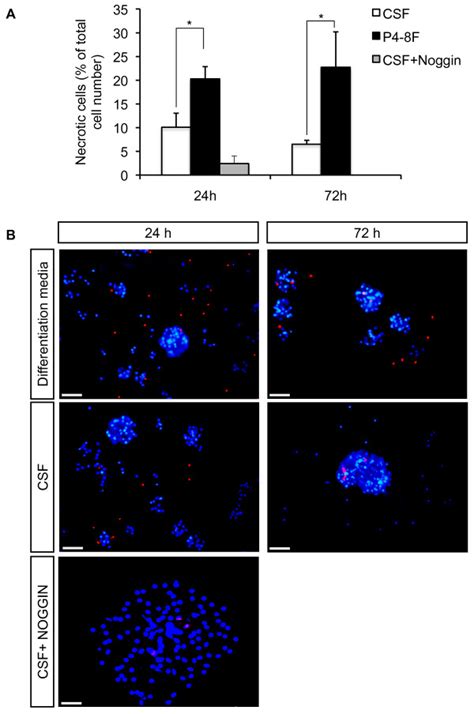 Survival Rate Of Adult Human NSCs During Proliferation A The