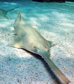 Largetooth Sawfish - HELP ENDANGERED SPECIES