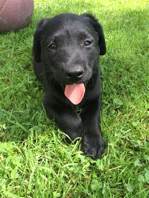 Пин на доске AKC Black Lab Puppies For Sale!