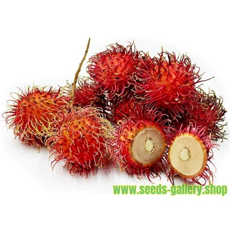 Rambutan Samen Nephelium lappaceum Exotische Früchte