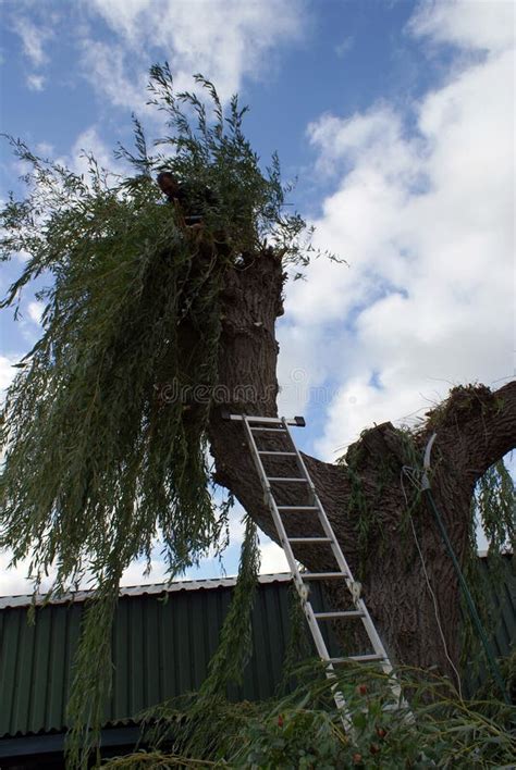 Gardener Pruning a Willow in Autumn. Stock Photo - Image of lader, pruning: 131099198