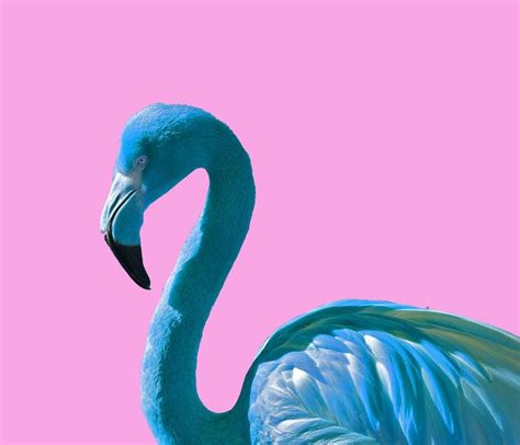 Blue Flamingo Flamingo Wall Art Flamingo Art Flamingo