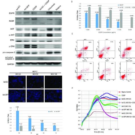 Efficient Inhibition Of Hep Xenografts In Nude Mice By Ad Ec Six