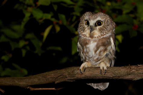 Northern Saw-whet Owl (Aegolius acadicus) | The Roger Tory Peterson Institute of Natural History